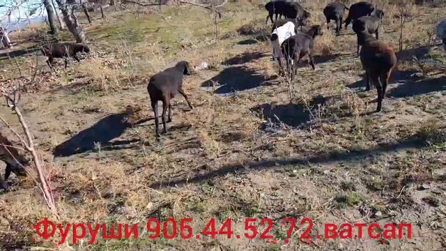 ГУСФАНДХОИ ФУРУШИ 905.44.52.72 ватсап хаст 21-ноябр смотреть онлайн