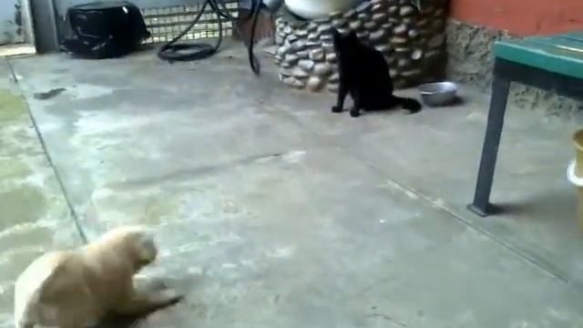 Лето 2013 щенок лает на кошку и падает смотреть онлайн
