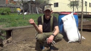 Охота с подсадной.Содержание  утки после охоты, кормление, разбивка на пары,посадка на гнезда.