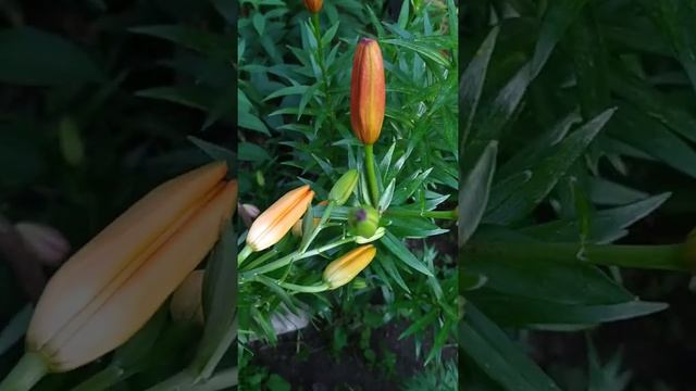 Мои лилии смотреть онлайн