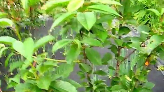 ВИШНЯ ЯГОДЫ В НАШЕМ САДУ смотреть онлайн