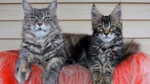 Как отличить кота от кошки по морде: различия