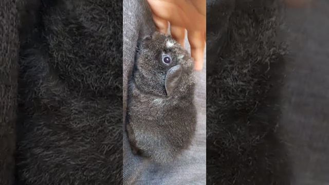 Д2 самец соболь солид с белым смотреть онлайн