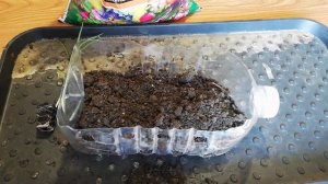 КАК ПОСАДИТЬ ТИГРОВЫЙ ОРЕХ,ЧУФА,ТИГРОВЫЙ ОРЕХ ДЛЯ РЫБАЛКИ