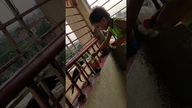 Play with ? birds crow смотреть онлайн