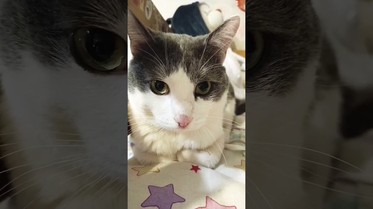 Кот Мурзик. Приколы. #кот #мурзик #питомец #лайк #приколы #юмор #имя смотреть онлайн