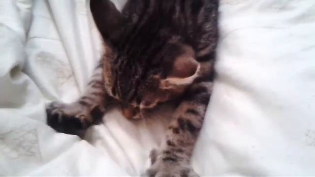 Котёнок делает массаж. смотреть онлайн