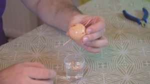 Как вырастить авокадо из косточки в домашних условиях. Быстро и легко.