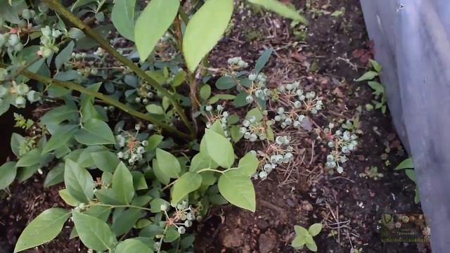 ГОЛУБИКА садовая на второй год . Результаты. Blueberries in the garden смотреть онлайн