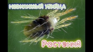 Паутинный клещ на комнатных растениях Как выглядит Вид поражённых  растений Как бороться с клёщом