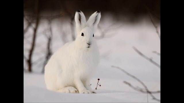 Стих про зайцев!?????? смотреть онлайн