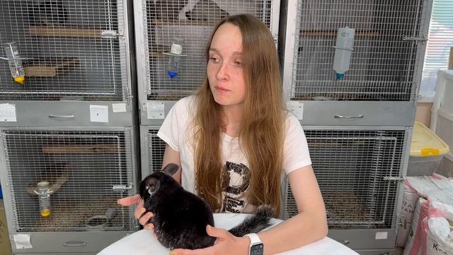 Из-за чего может умереть шиншилла? | Болезни шиншилл и как их лечить смотреть онлайн
