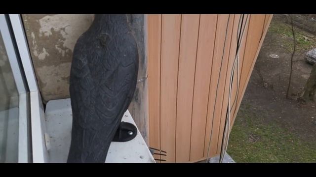 КАК ИЗБАВИТЬСЯ ОТ ГОЛУБЕЙ НА СОСЕДНЕМ БАЛКОНЕ смотреть онлайн