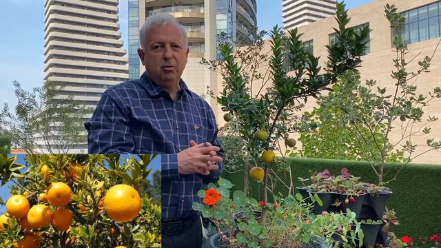 Chinotto,  Citrus Myrtifolia