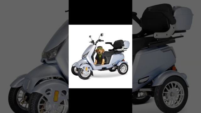 Dogs and Scooters, who does the best modeling? : ) смотреть онлайн