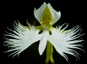 Хабенария (Hаbenaria radiata) РЕЛАКС АРТ-ТЕРАПИЯ ИМПРОВИЗАЦИЯ композитор Виктор Анохин #piano #цветы