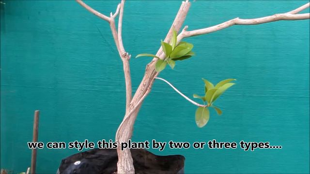 Bonsai Talk for Beginners/Nursery Material Tips/How to Make Bonsai смотреть онлайн