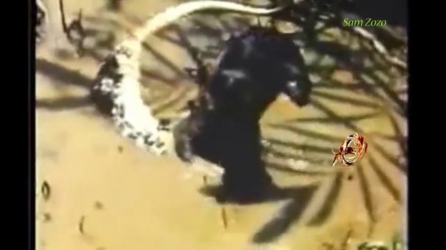 Leopard vs crocodile Jaguar attack giant anaconda Lion vs python смотреть онлайн