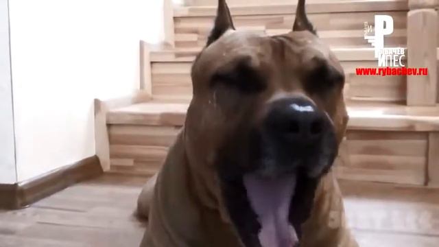 ПОДБОРКА ЛУЧШИХ СМЕШНЫХ ЖИВОТНЫХ 2015 COMPILATION Funny animals HD #1 смотреть онлайн