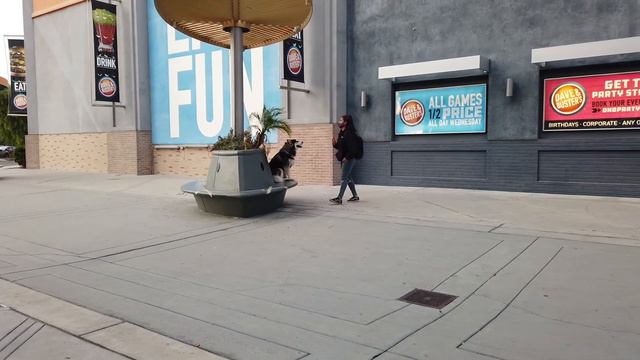 Siberian Husky Training | Osyris | Anaheim, CA смотреть онлайн