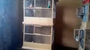 Канарейки и клещи лечения! Разведение канареек