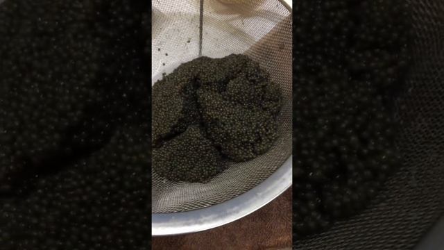 Солим икру нашей стерляди и осетров. Вкусно и полезно. смотреть онлайн