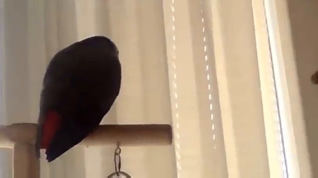 Попугай говорит осмысленно