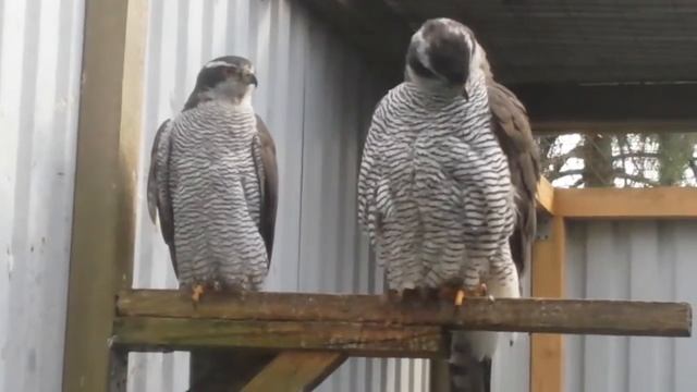 Самка и самец тетеревятники, угадай кто смотреть онлайн