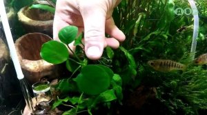 САМЫЕ НЕПРИХОТЛИВЫЕ АКВАРИУМНЫЕ РАСТЕНИЯ ДЛЯ НАЧИНАЮЩИХ!