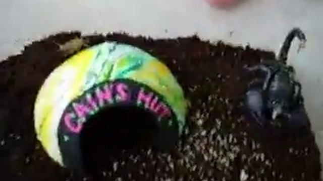 Cain eating a cricket смотреть онлайн