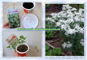 ✅ Молочай окаймлённый или невеста ✅ Посев и пикировка в одном видео