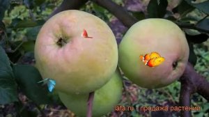 Яблоня обыкновенная Кутузовец (malus kutuzovets) ? обзор: как сажать, саженцы яблони Кутузовец