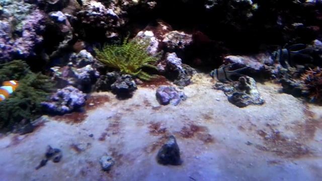 Рыбки, которые лежат на водорослях смотреть онлайн
