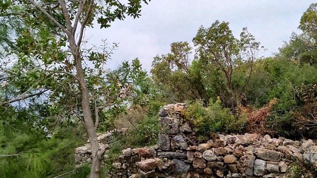 Лавровый лист и земляничное дерево в Махмутларе. смотреть онлайн