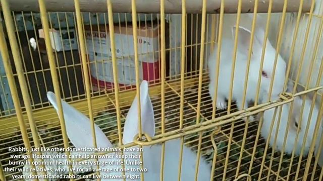 Cute baby bunny rabbits playing to group | bun | bunny rabbit | Domestic & wild rabbit information смотреть онлайн