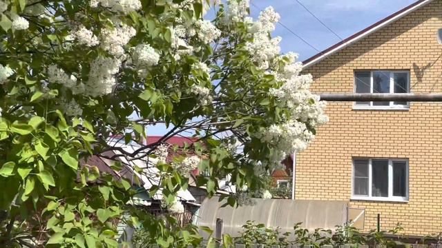 Белая сирень , п. Черемша смотреть онлайн