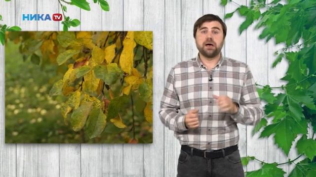 Болезни на растениях осенью - это плохо? смотреть онлайн