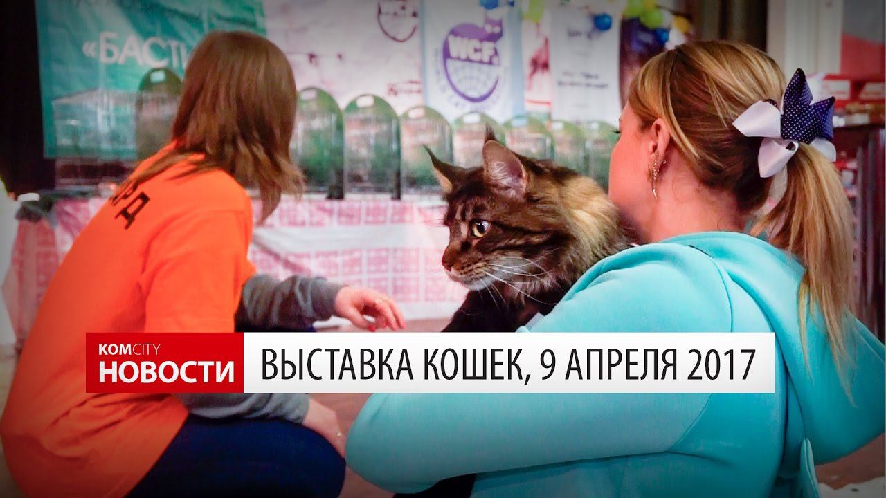 Komcity Новости — Выставка кошек в ДК «Строитель», 9 апреля 2017 смотреть онлайн