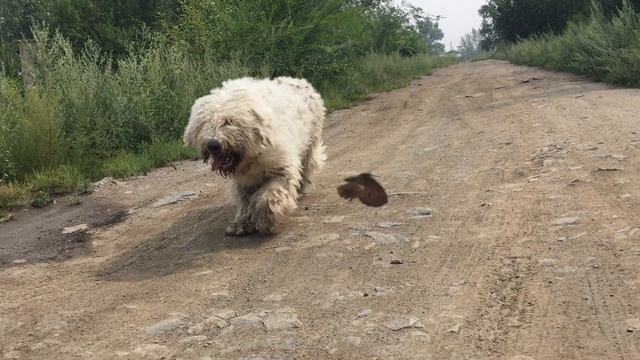 Комондоры. смотреть онлайн