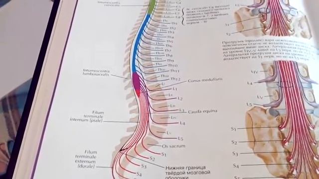 4 2 Сегмент спинного мозга, сегментарный аппарат смотреть онлайн