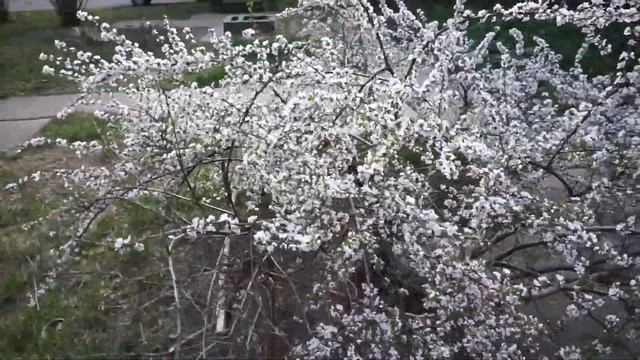 Вишнёвый куст смотреть онлайн