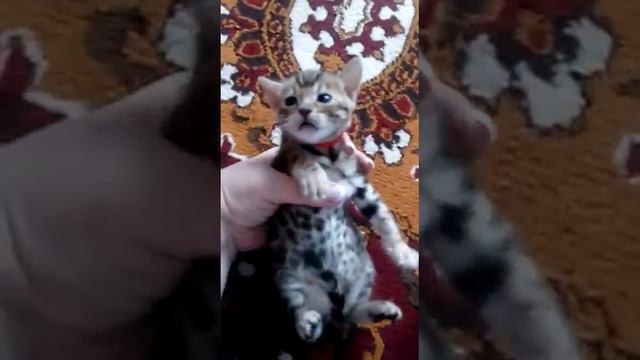 Девочки видео 2 смотреть онлайн