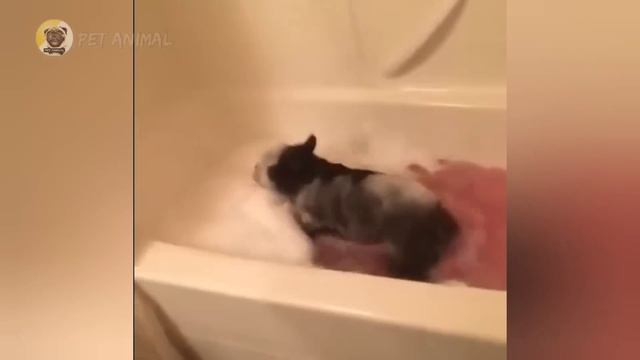 ?Смішні Приколи з Тваринами. Підбірка Відео Приколів про Котів та Собак 2022 №95