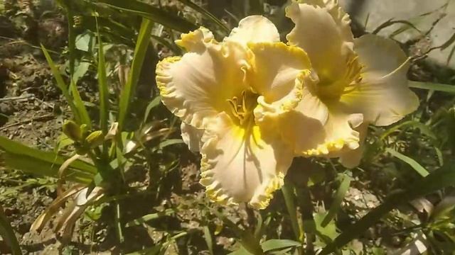 Лилейники в моём саду - 2020 смотреть онлайн