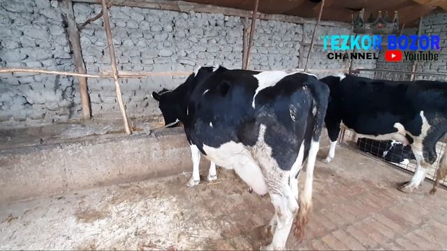 UY SHAROYITIDA MOL BOQISH USULARI VA NARXLARI