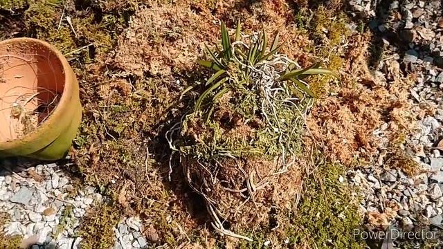 пересаживаю дендробиум монилиформе, неофинетии. セッコクと風蘭の植え替え。 смотреть онлайн
