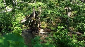 Медведь обреченный на смерть..