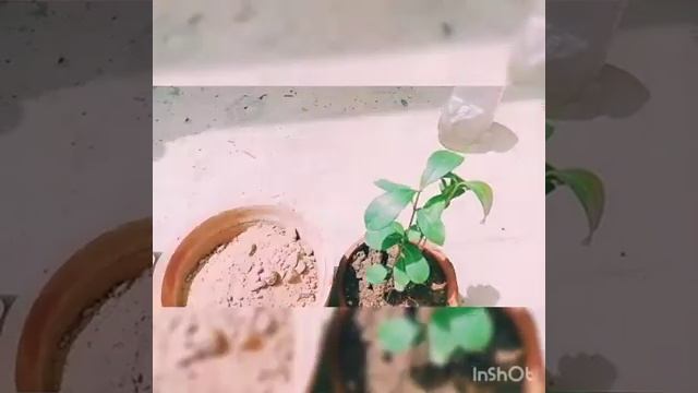 Transfer java plum (jamun) easil |URDU |A Day with Farhan смотреть онлайн