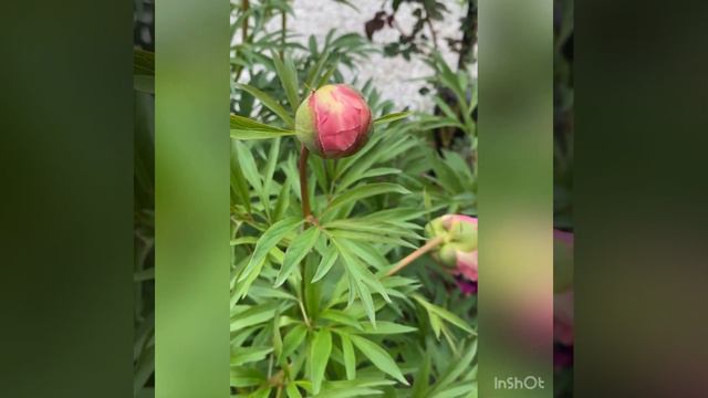 Pion Peony Paeonia ’Nosegay’ смотреть онлайн
