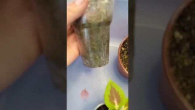 Болмо гулдору, колеус гулун кантип кобойтобуз